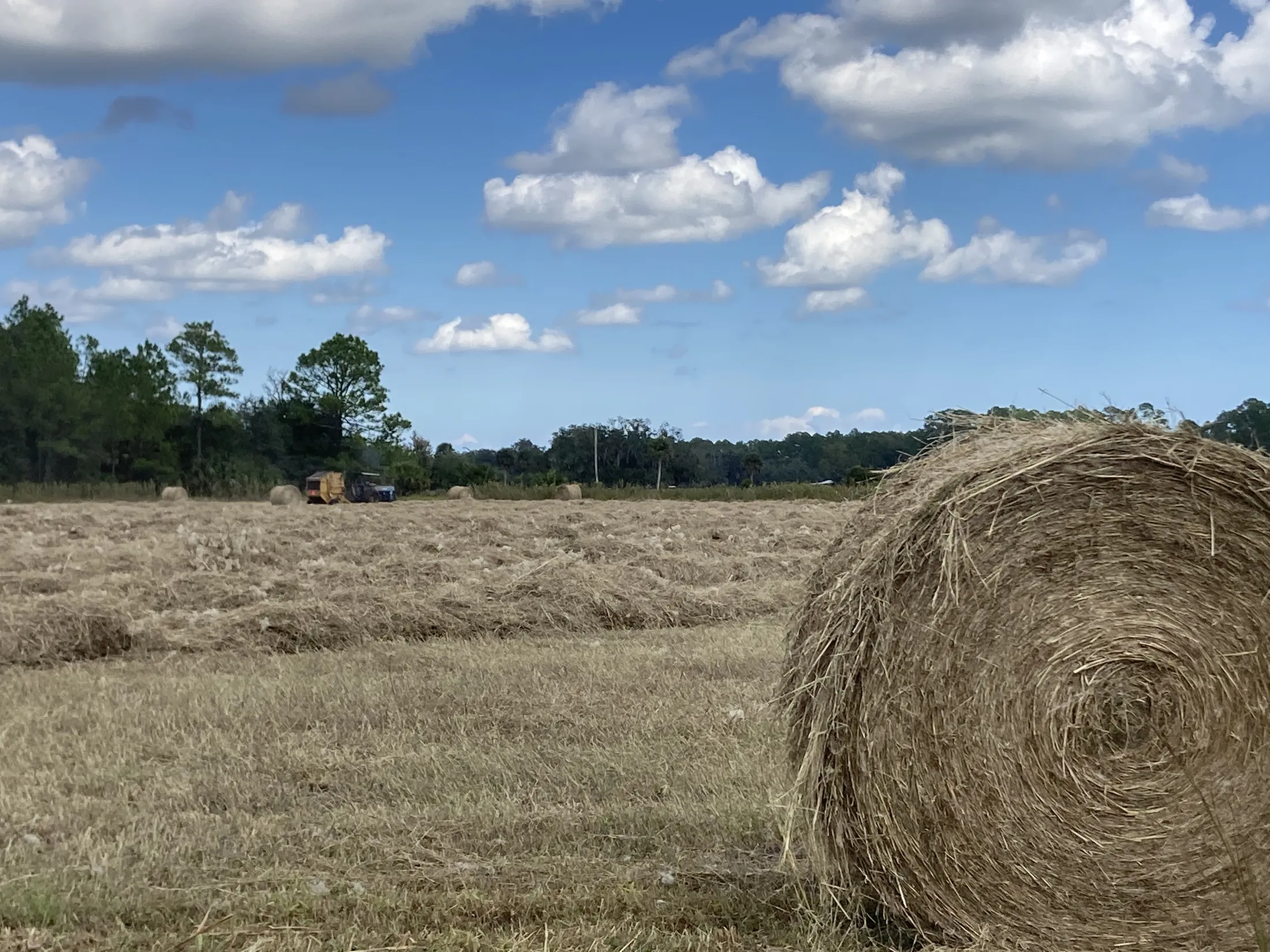 Round hay bales in a freshly cut Barton hay field under a blue sky